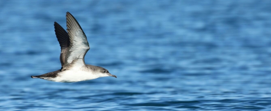 Una quarta edició per al Gran Any a l'Albufera