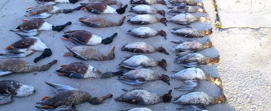 A menos patos, ¡más caza!