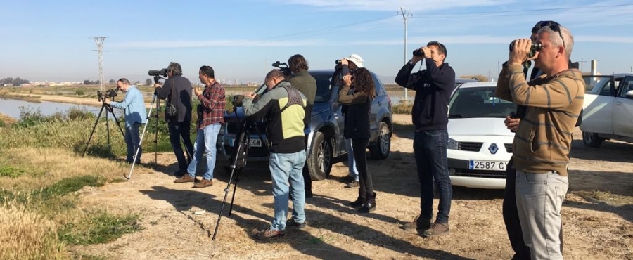 Birding Albufera en 'Samaruc Digital': aves, ciencia ciudadana y paisaje