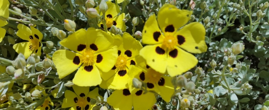 La floración de la «hierba de los espíritus»