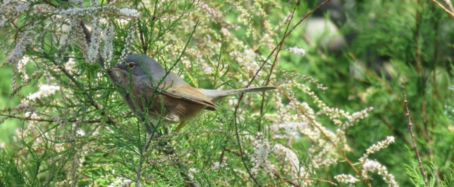 Una curruca del Atlas en L’Arbre del Gos, primera cita para L'Albufera (y España peninsular)