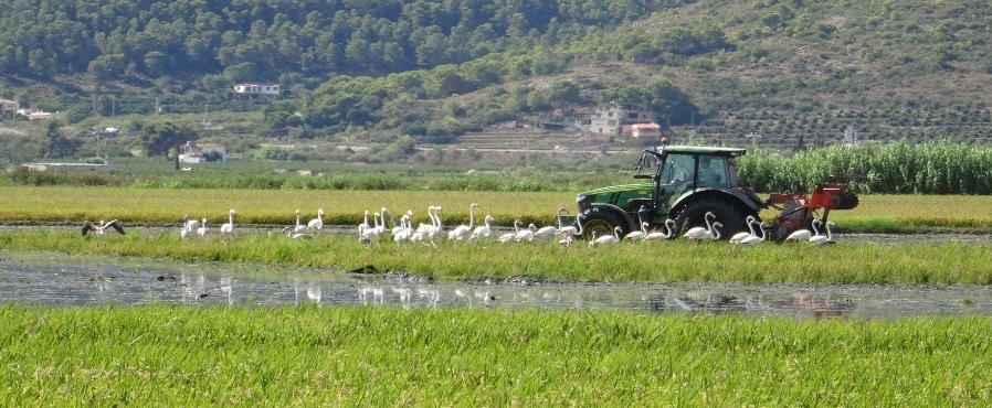 Arrozales de paso: Agricultores comprometidos con la biodiversidad en L’Albufera