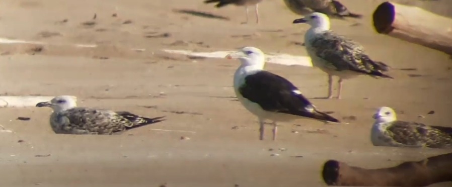 Una gran gaviota no identificada en La Devesa