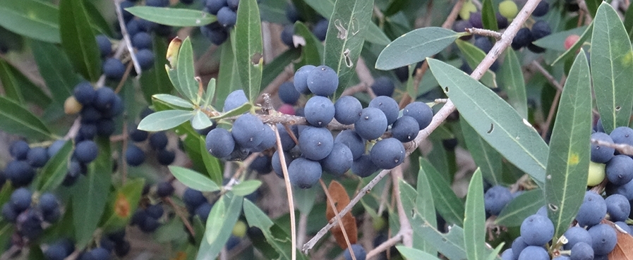 Frutos de otoño