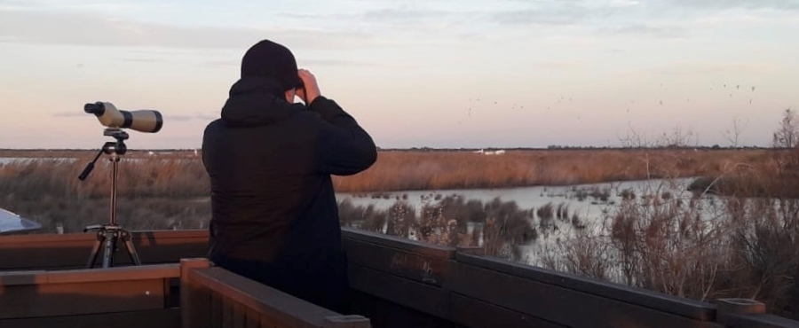 Censo invernal de aguilucho lagunero en dormidero