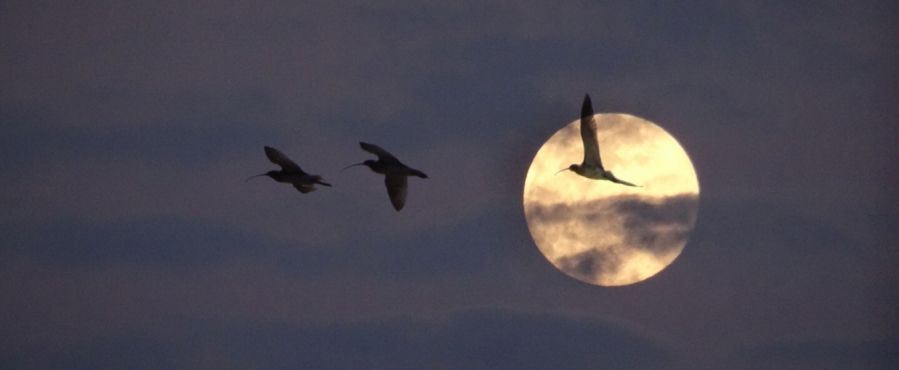 Proyecto Ornit: Las voces de la noche