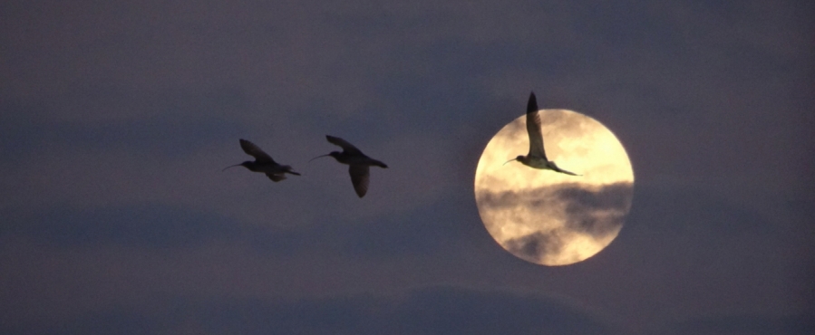 Projecte Ornit: Les veus de la nit