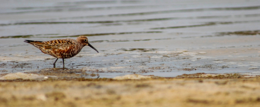 De la tundra a l'Albufera: patrones migratorios de los limícolas árticos (I)