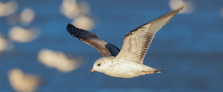 Observaciones de gaviotas escasas durante el invierno 2025-2026