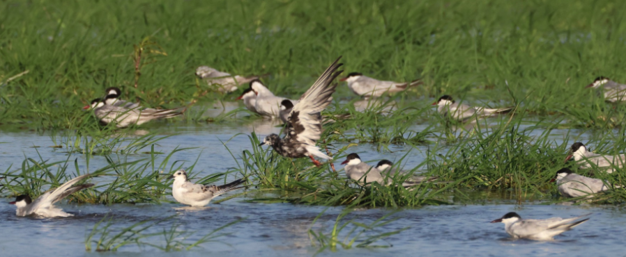 Julio en l'Albufera: en busca de archibebes finos y fumareles aliblancos