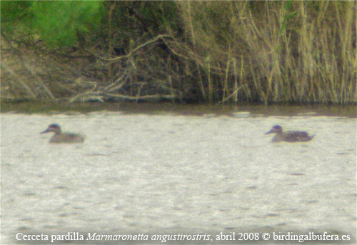 Marmoronetta angustirostris